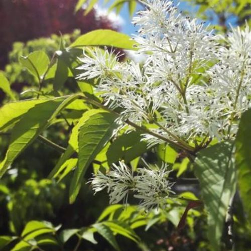 綺麗なアオダモの花をご紹介 Greensnap グリーンスナップ