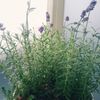 綺麗な花を咲かせるラベンダーについてご紹介の画像