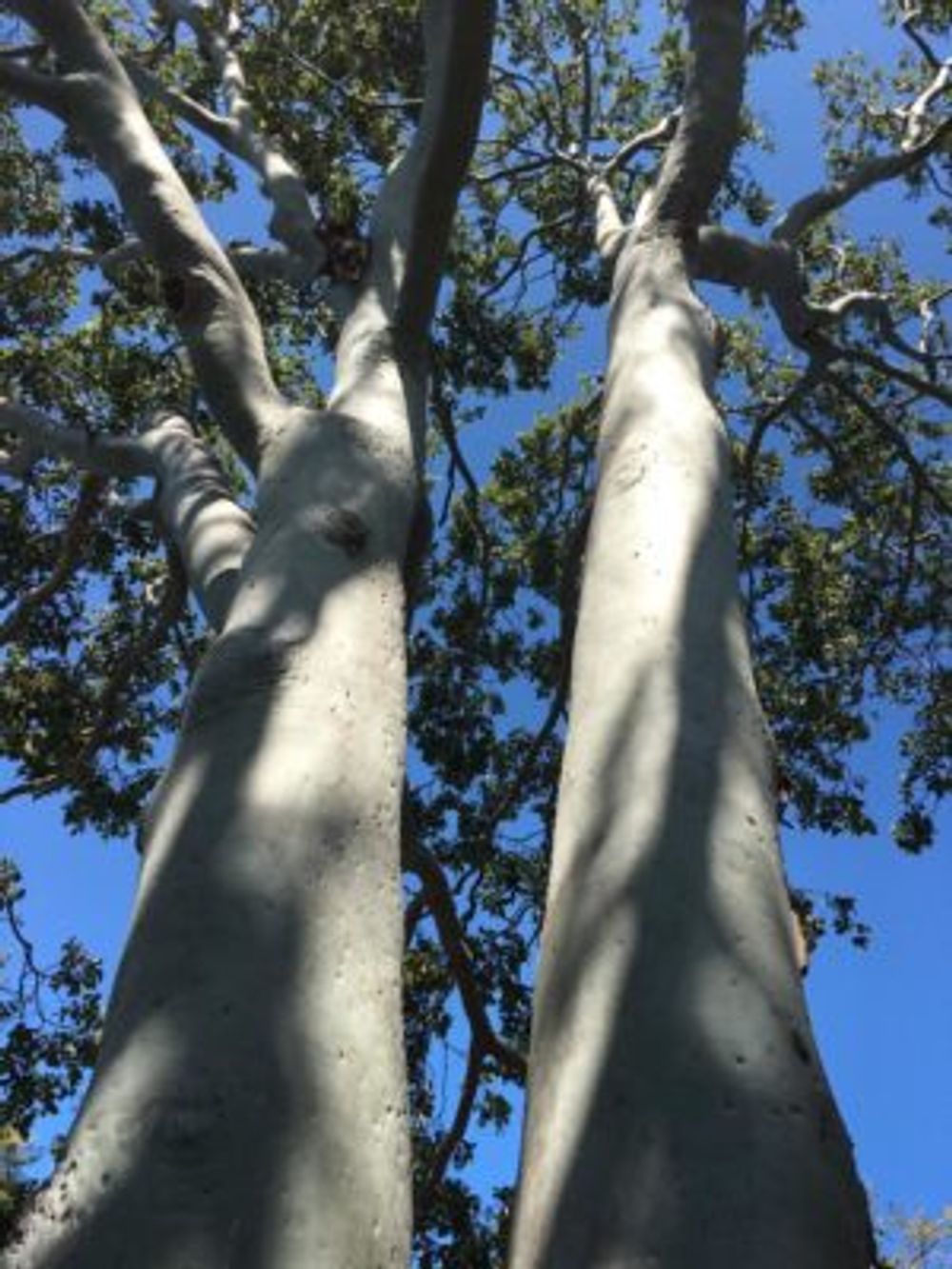 Photo by sussex Rdさん@GreenSnap