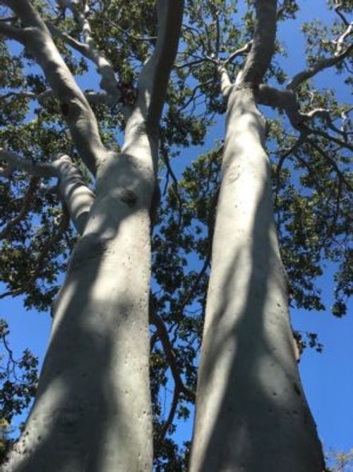 ユーカリやその花言葉についてご紹介 Greensnap グリーンスナップ