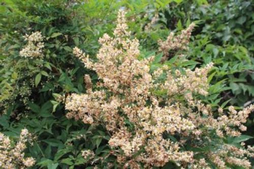 白い花も綺麗 南天のご紹介 Greensnap グリーンスナップ