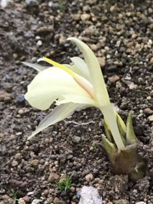 ミョウガの花の特徴は 咲いたあとの蕾は食べられるの Greensnap グリーンスナップ