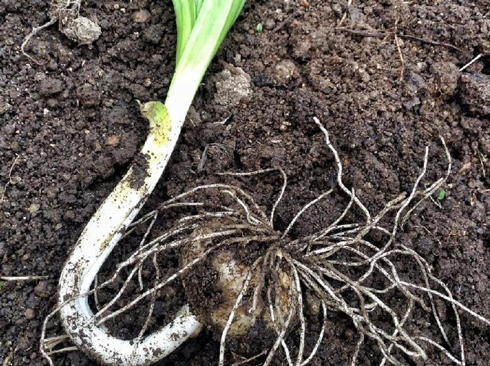 ニンニク 肥料過多