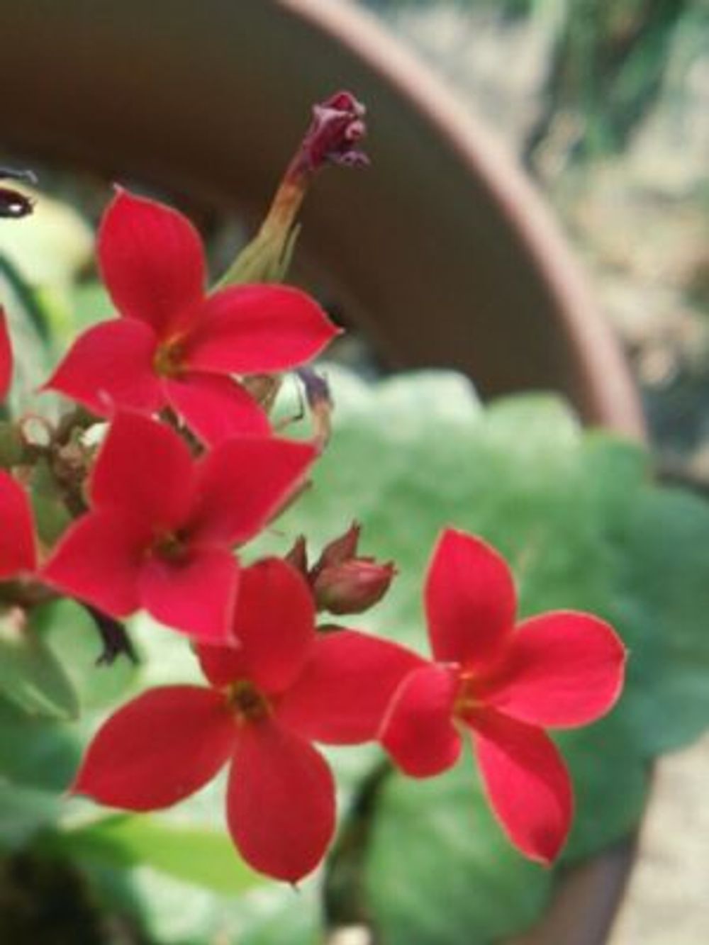 Photo by コッペさん@GreenSnap