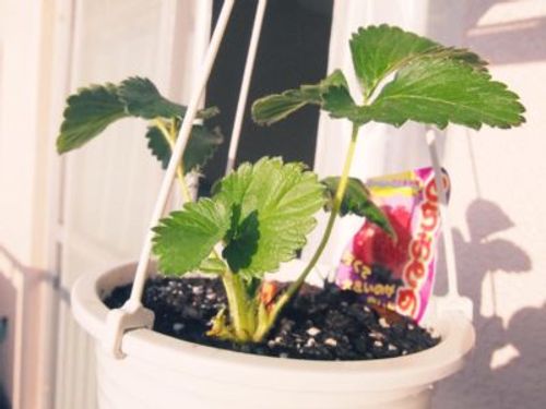土作りや水のやり方を工夫して美味しいいちごを収穫 Greensnap グリーンスナップ 土作りや水のやり方を工夫して美味しいいちごを収穫 Greensnap グリーンスナップ