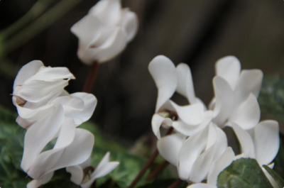 スクリーンショット 2016-10-27 18.49.26