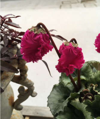 スクリーンショット 2016-10-27 18.55.29