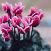 寂しくなりがちな冬のお部屋や花壇は、シクラメンで華やかに！の画像