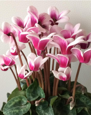 スクリーンショット 2016-10-29 7.38.06