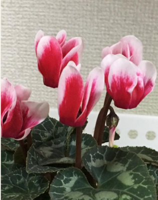 スクリーンショット 2016-10-29 7.42.50