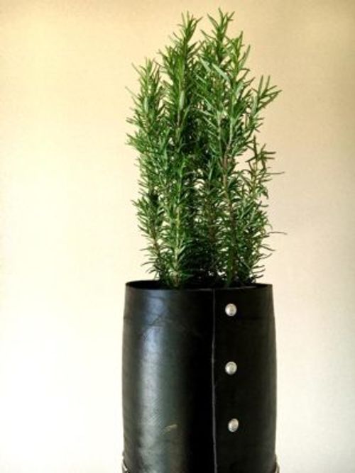 ローズマリーの肥料 水やりはここに注意 Greensnap グリーンスナップ