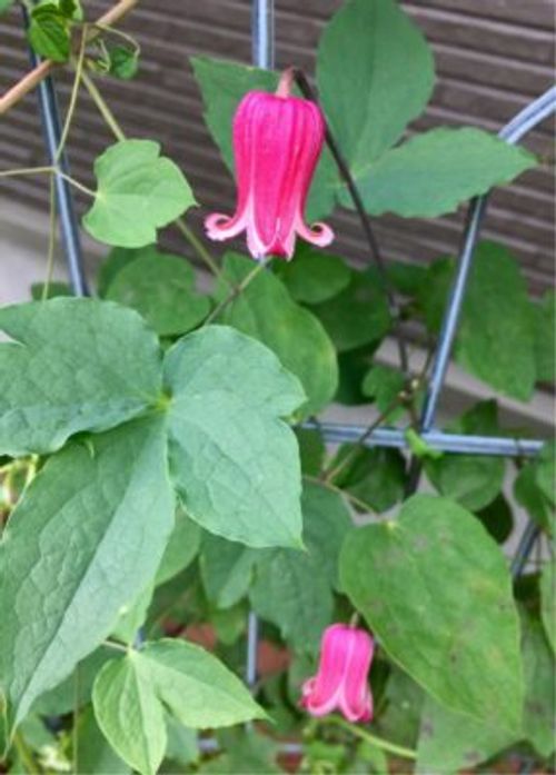 アーチに フェンスに 壁面に センスを活かせるクレマチス Greensnap グリーンスナップ