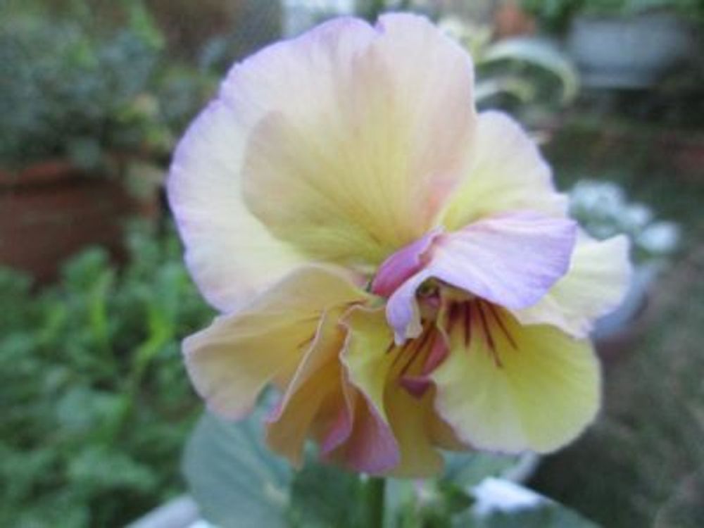 Photo by たまちゃんさん@GreenSnap