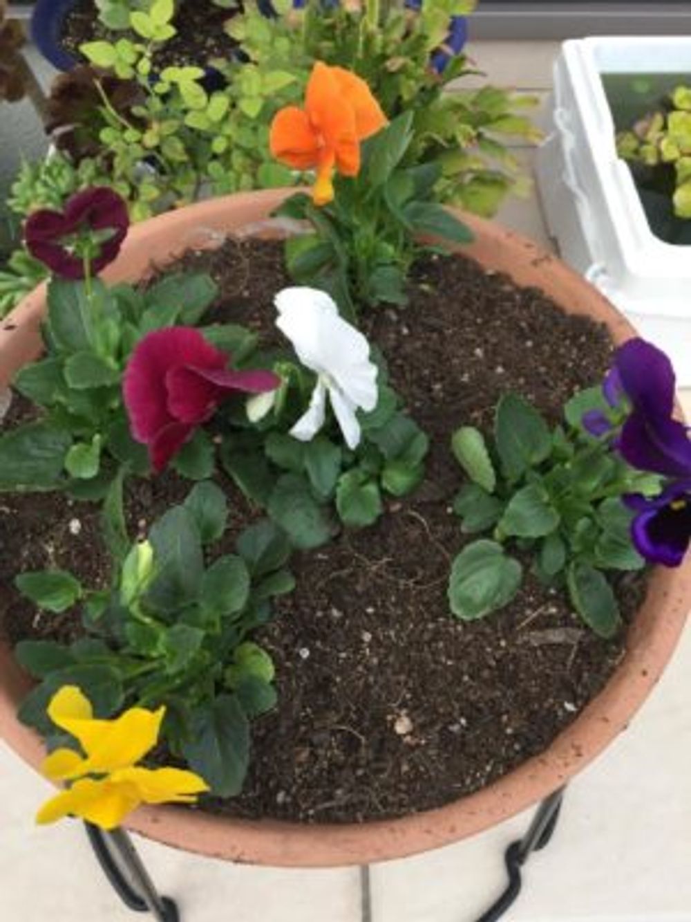 Photo by しげこさん@GreenSnap