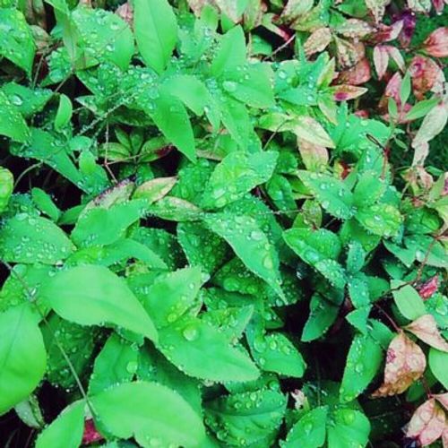 秋には紅葉もするオタフクナンテンの花言葉をご紹介 Greensnap グリーンスナップ