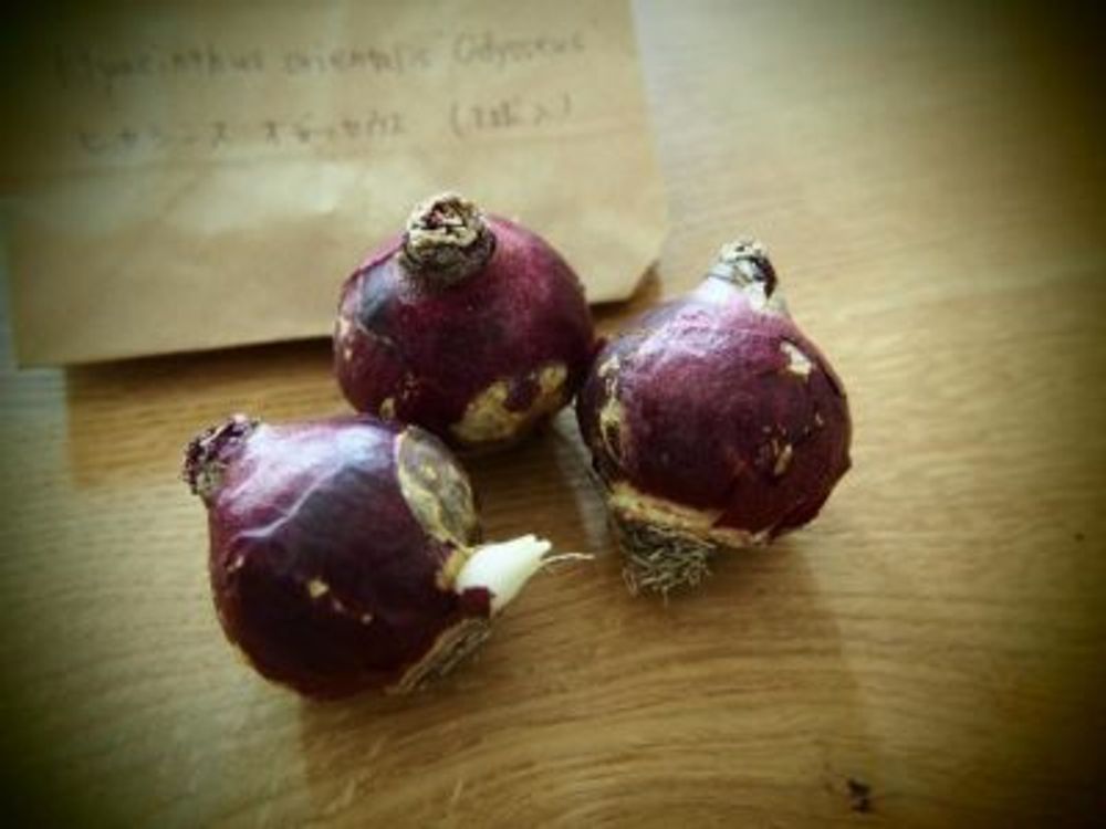 Photo by chippiさん@GreenSnap