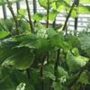 しそが大きくならない！？もしかすると水のやり過ぎかも！？の画像