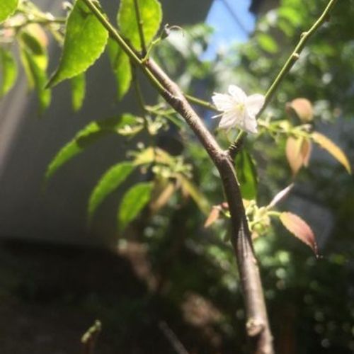 小さな白い花がかわいい ハイノキの育て方 Greensnap グリーンスナップ