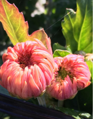 スクリーンショット 2016-11-02 16.09.33