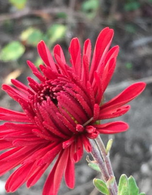 スクリーンショット 2016-11-02 16.12.12