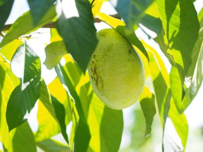 肥料などに気をつけて美味しいポポーを育てよう Greensnap グリーンスナップ 肥料などに気をつけて美味しいポポーを育てよう Greensnap グリーンスナップ