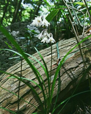 白い花と青い果実が可愛らしいリュウノヒゲの育て方 Greensnap グリーンスナップ