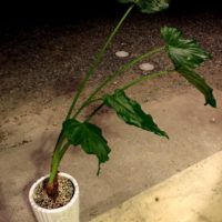 水やり、肥料、これでOK！クワズイモを育てよう！の画像