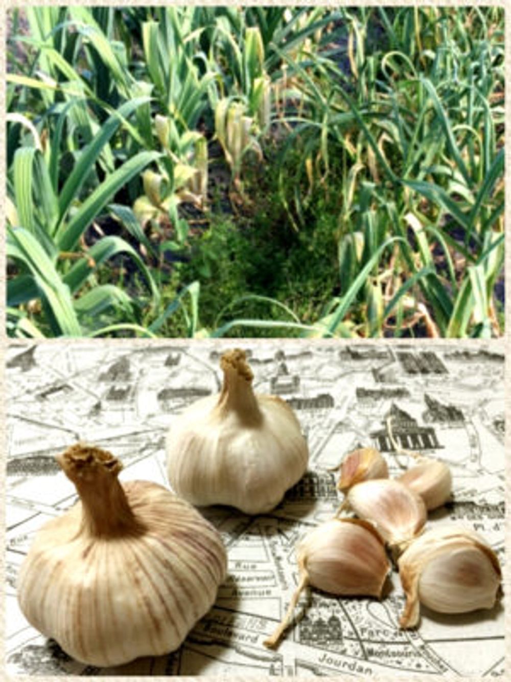 Photo by しーちゃんさん@GreenSnap