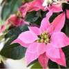 ピンク色のプリンセチアも人気！　クリスマスに定番のポインセチアを楽しもうの画像