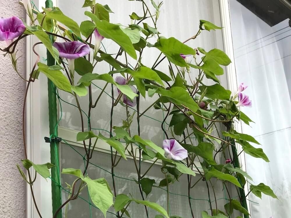 朝顔　アサガオ 　グリーンカーテン　エコカーテン　緑のカーテン