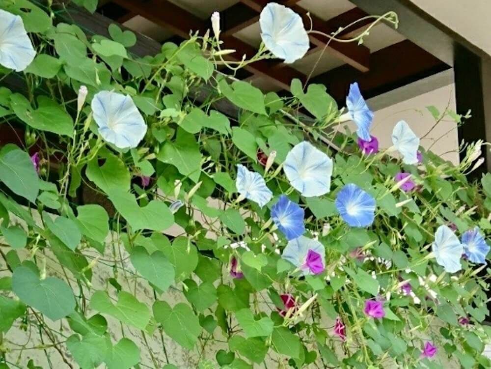 朝顔　アサガオ 　グリーンカーテン　エコカーテン　緑のカーテン