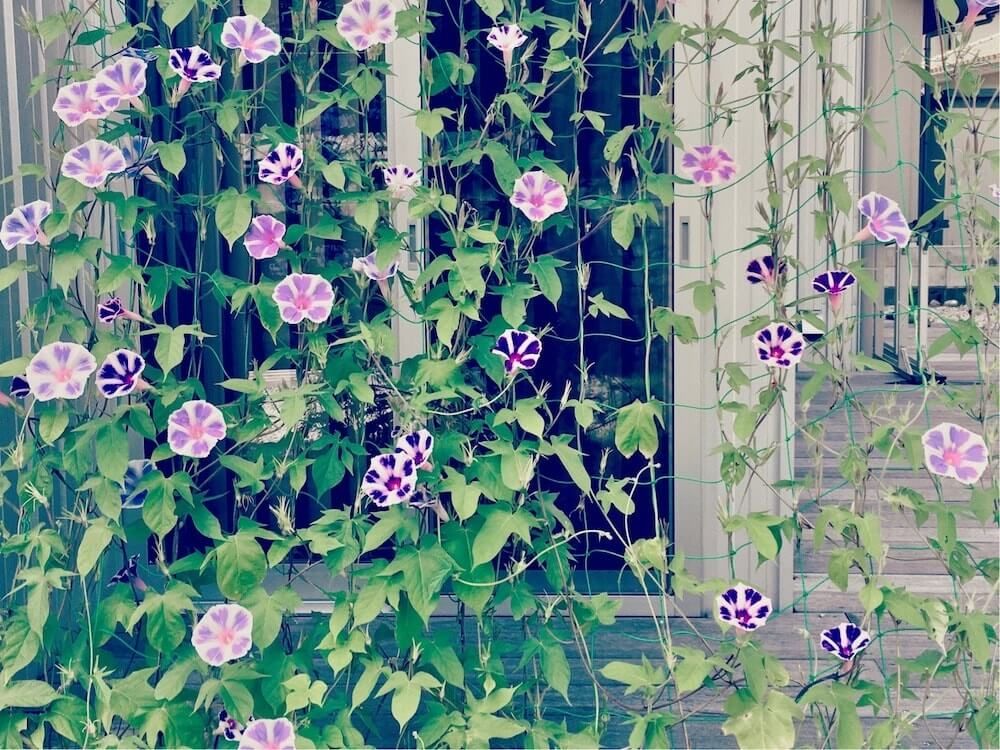 朝顔　アサガオ 　グリーンカーテン　エコカーテン　緑のカーテン