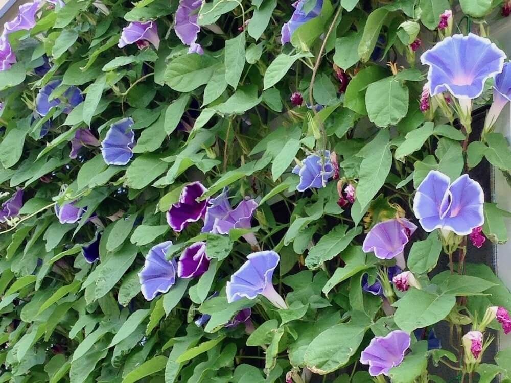 朝顔　アサガオ 　グリーンカーテン　エコカーテン　緑のカーテン
