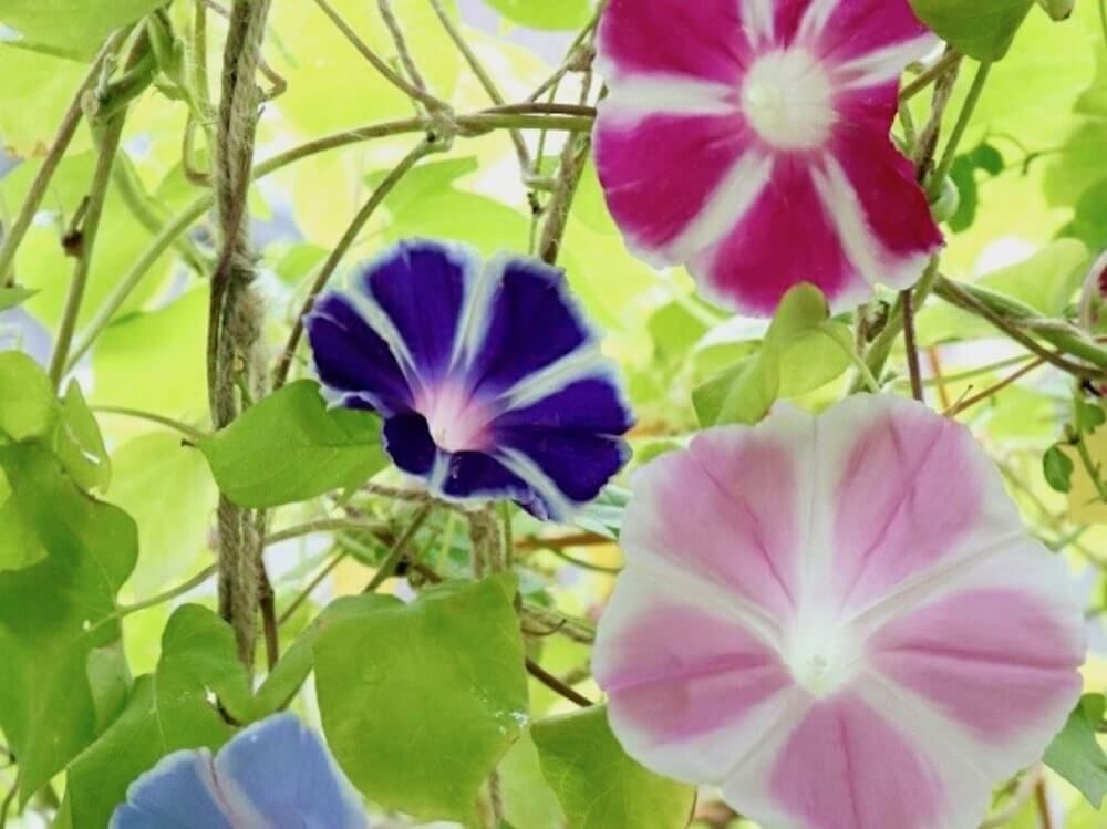 朝顔　アサガオ 　グリーンカーテン　エコカーテン　緑のカーテン