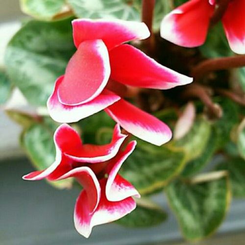 肥料もいらない 寒さに強いガーデンシクラメンのご紹介 Greensnap グリーンスナップ