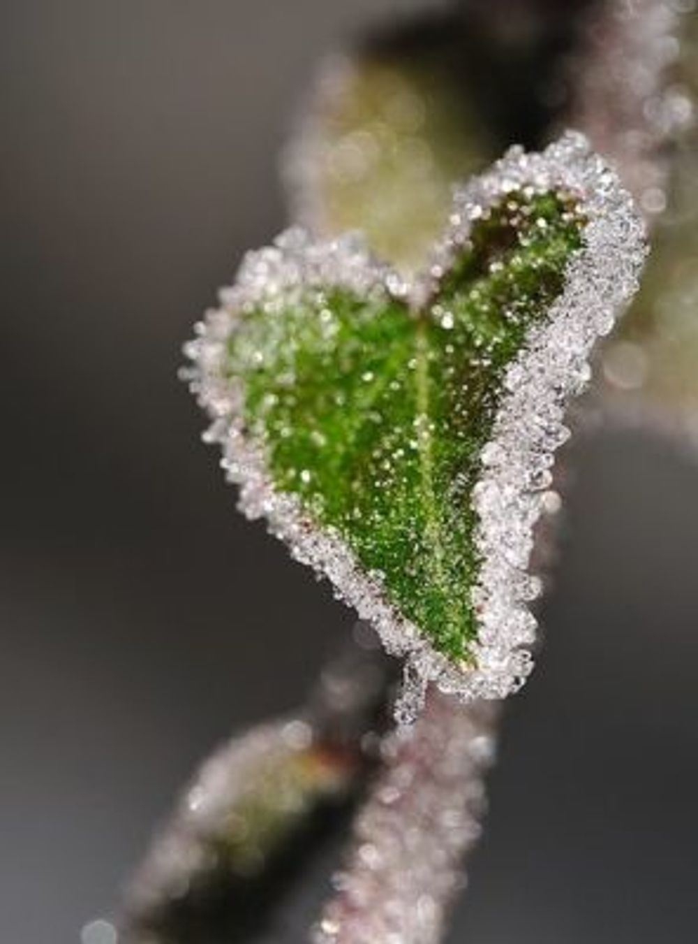 fe2490a5a1177ba10d48c7c4b9409b63