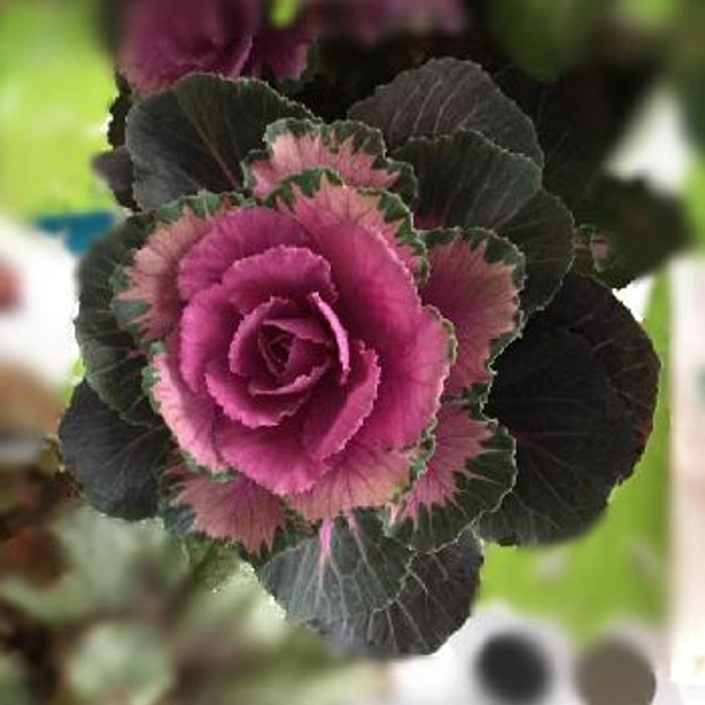 1452668451475_thum_1452668450427_thum_tmp