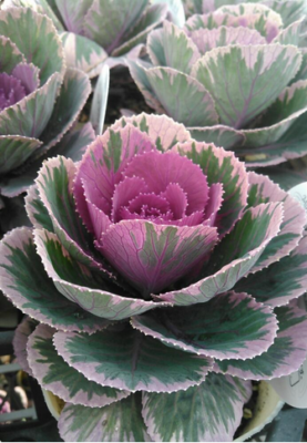 スクリーンショット 2016-11-29 13.17.51