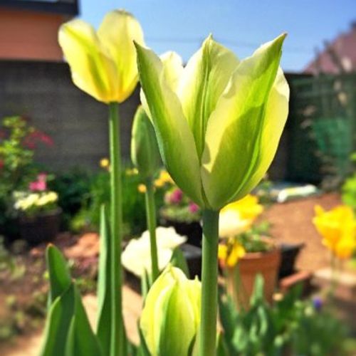 初心者必見 育成用雑貨 チューリップ栽培キットをご紹介 Greensnap グリーンスナップ