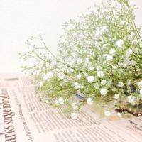 可愛らしい白い花が特徴的！かすみ草の育て方！の画像