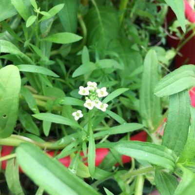 可愛らしい白い花が特徴的 かすみ草の育て方 Greensnap グリーンスナップ