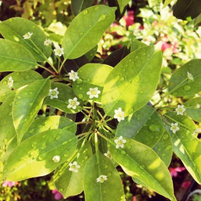 基本的に肥料が必要ない植物 ソヨゴ Greensnap グリーンスナップ