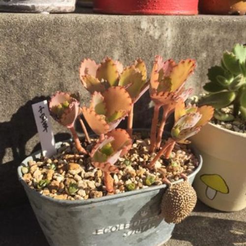 子宝草を育てるには 肥料や水やりについて徹底解説 Greensnap グリーンスナップ