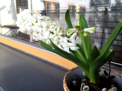 ヒヤシンスの育て方と水やりの注意点 Greensnap グリーンスナップ