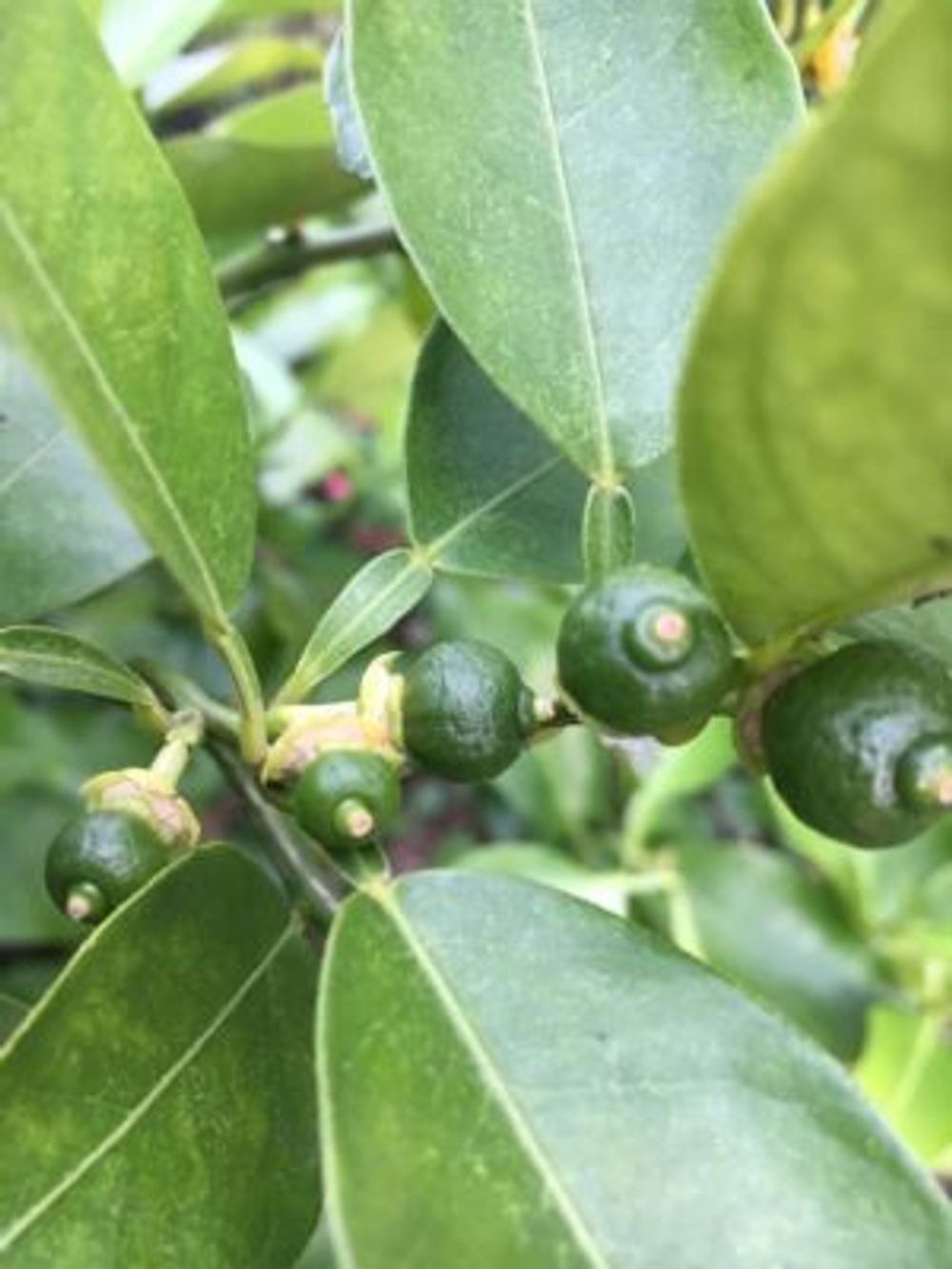 Photo by 旅行鳩さん@GreenSnap