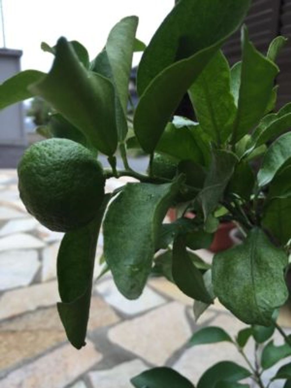 Photo by ゴマさん@GreenSnap