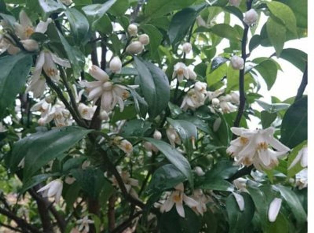 Photo by モカちゃん☆さん@GreenSnap