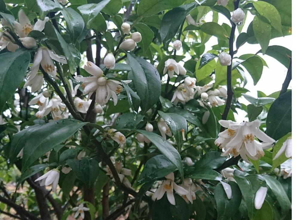 柚子の木に実がならない原因は？花が咲かない理由と対処法を紹介｜🍀GreenSnap（グリーンスナップ）