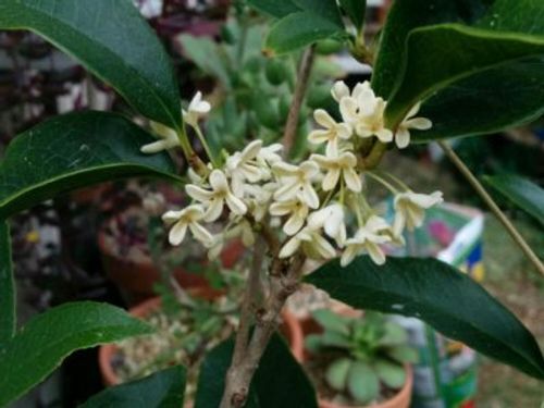 銀木犀の花を綺麗に咲かせるための育て方 Greensnap グリーンスナップ 銀木犀の花を綺麗に咲かせるための育て方 Greensnap グリーンスナップ