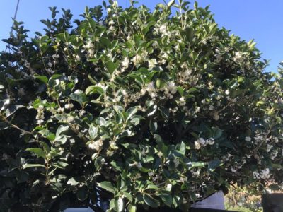 銀木犀の花を綺麗に咲かせるための育て方 Greensnap グリーンスナップ